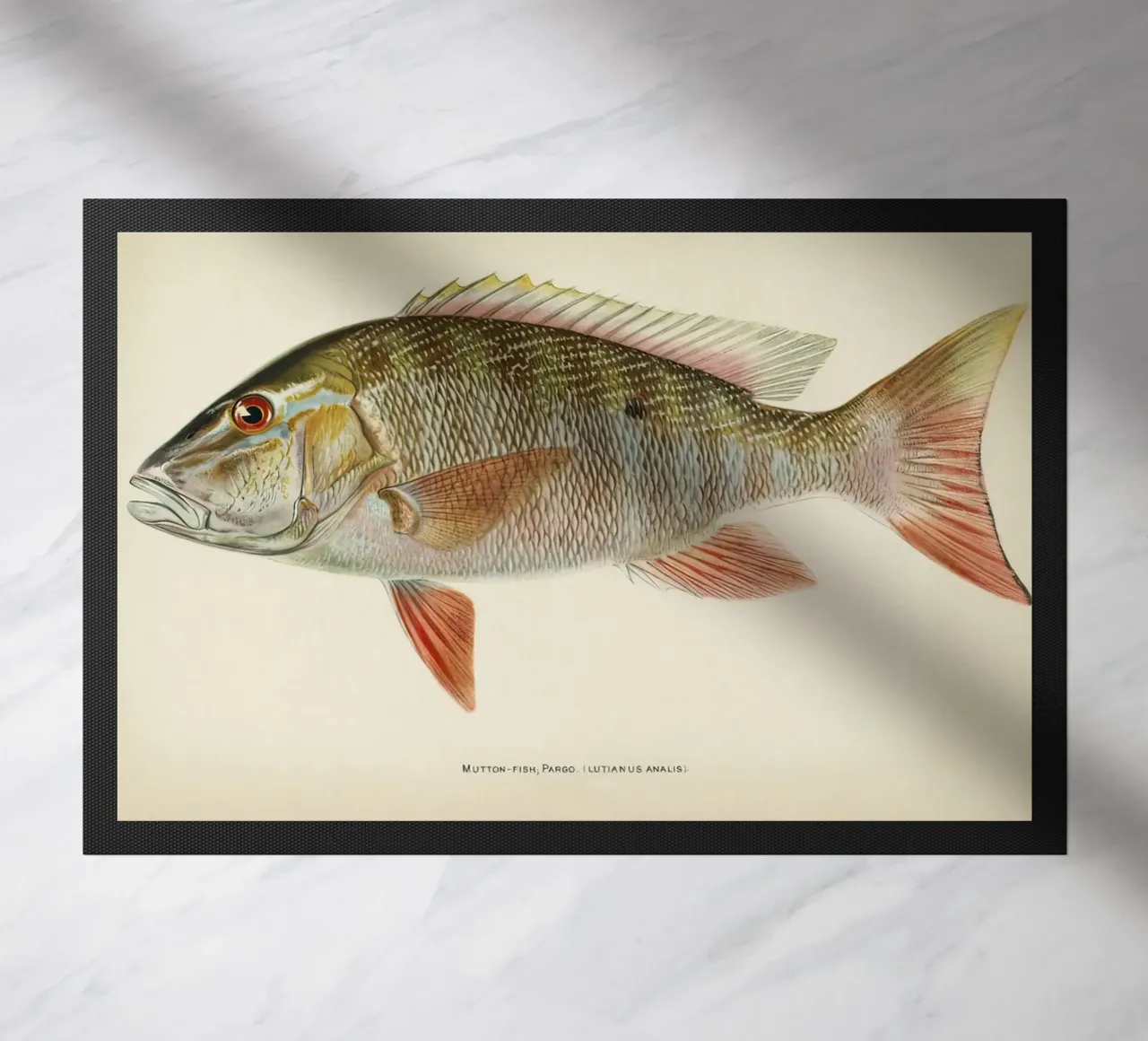 Pesce Mutton Snapper zerbino da Monillustrations