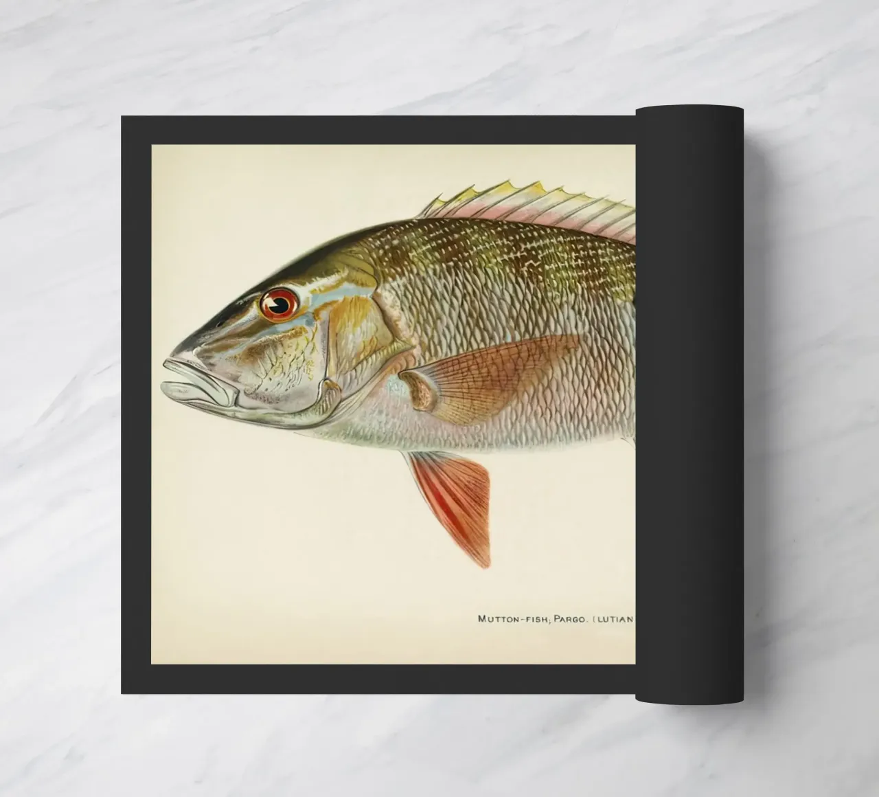 Pesce Mutton Snapper zerbino da Monillustrations