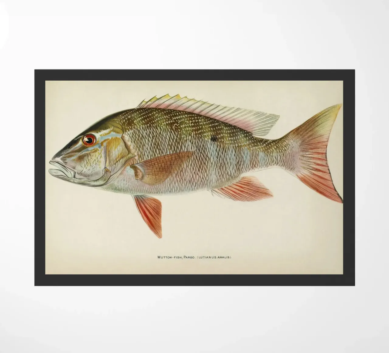 Pesce Mutton Snapper zerbino da Monillustrations