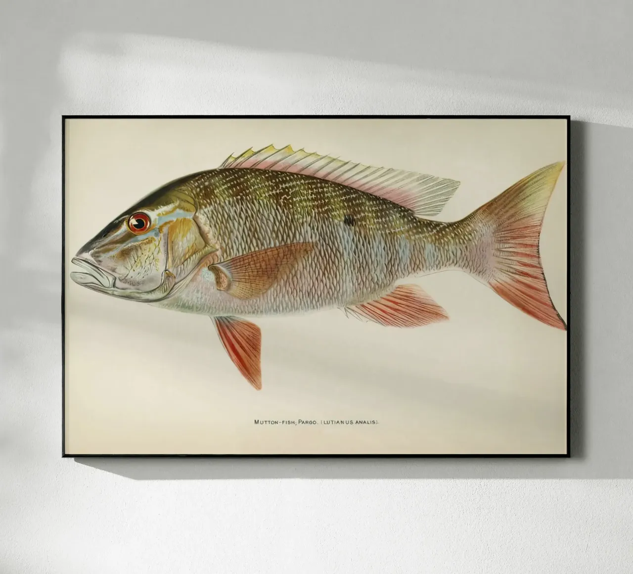 Fish Mutton Snapper plexiglass da Monillustrations