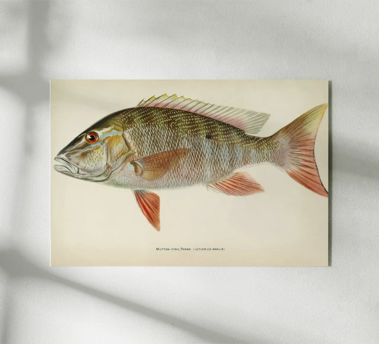 Fish Mutton Snapper plexiglass da Monillustrations