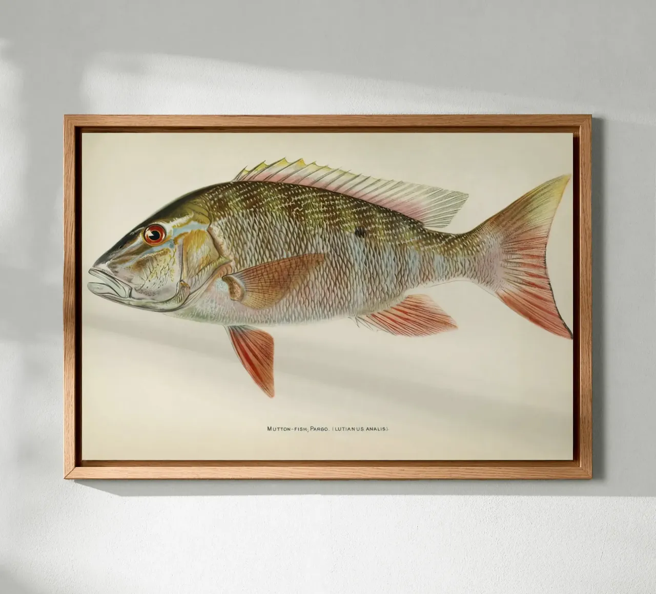 Pesce Mutton Snapper tela da Monillustrations