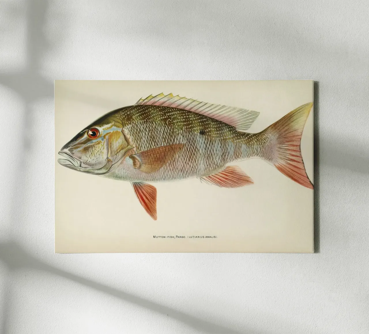 Pesce Mutton Snapper tela da Monillustrations