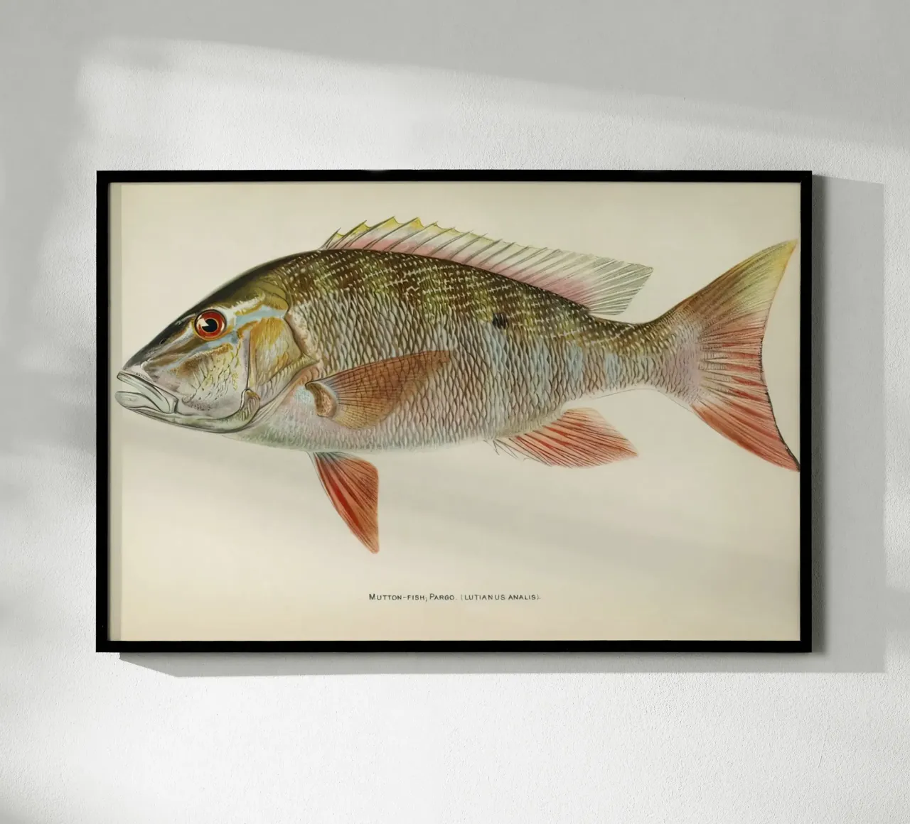 Vis Schapenvlees Snapper poster van Monillustrations