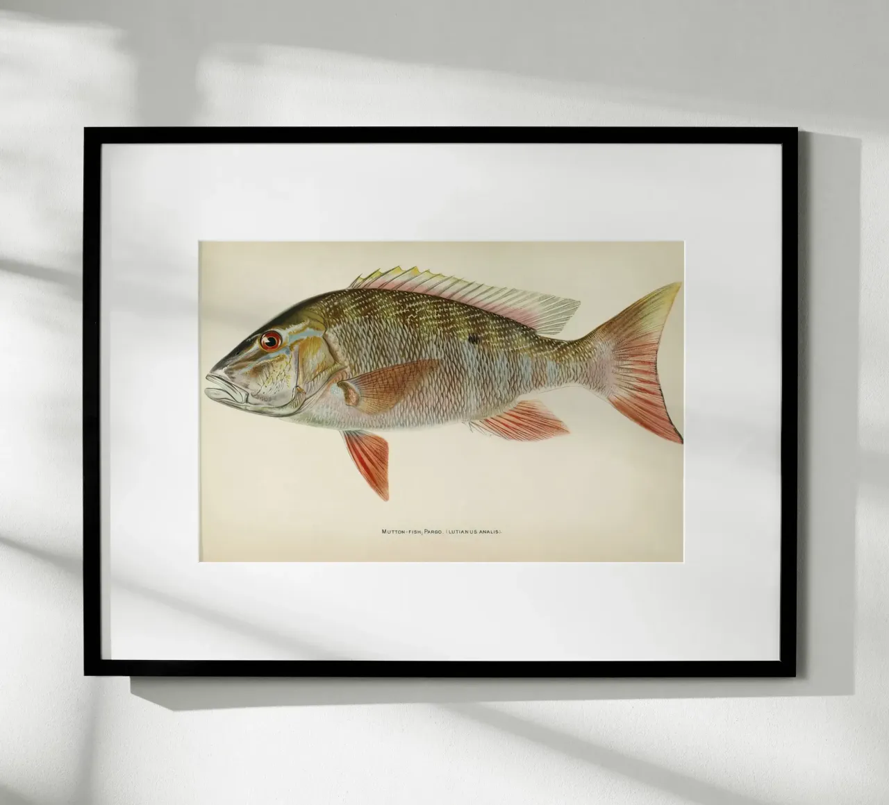 Vis Schapenvlees Snapper poster van Monillustrations