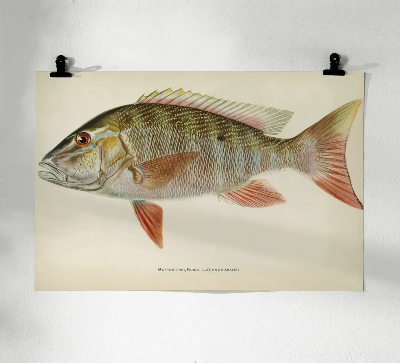 Vis Schapenvlees Snapper poster van Monillustrations