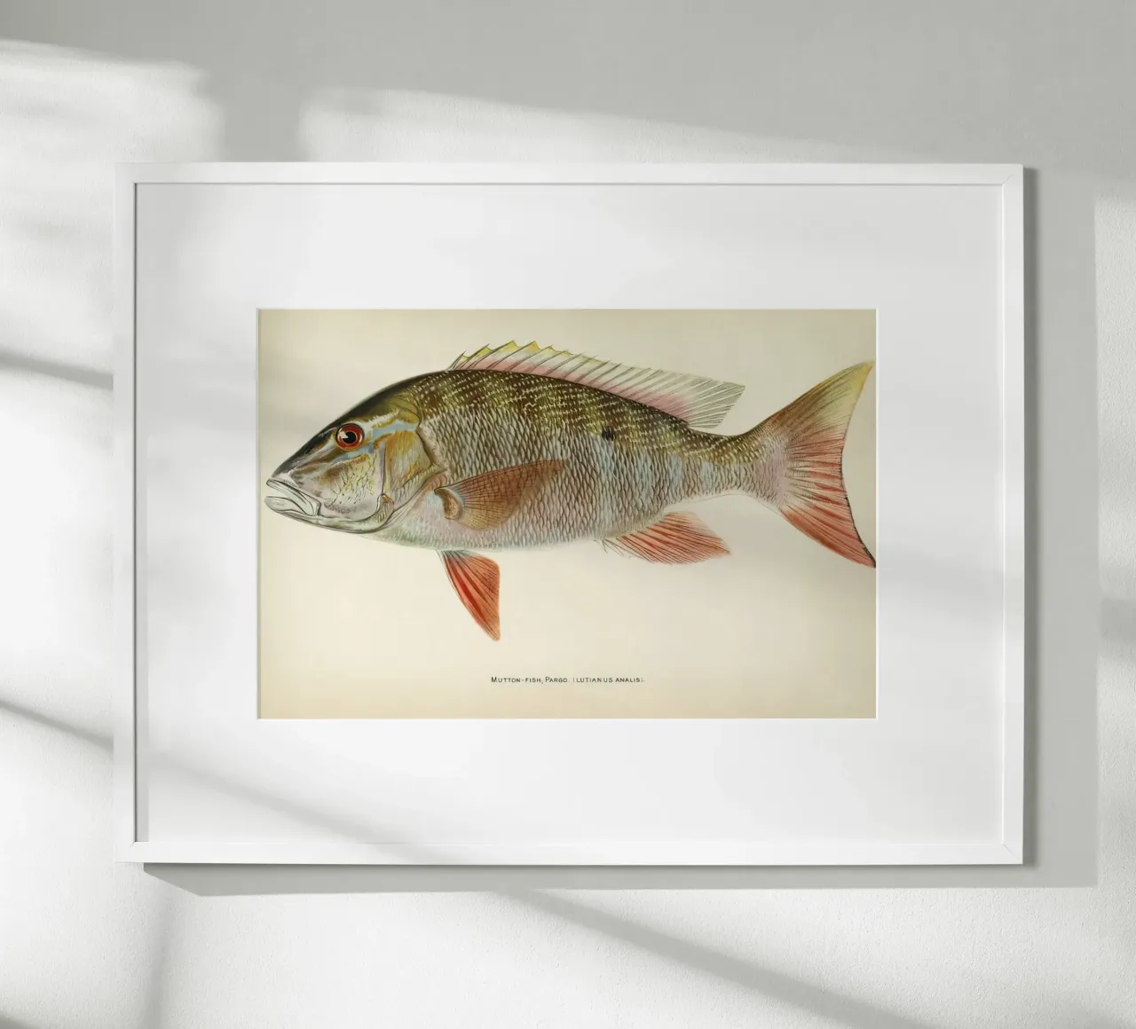 Vis Schapenvlees Snapper poster van Monillustrations