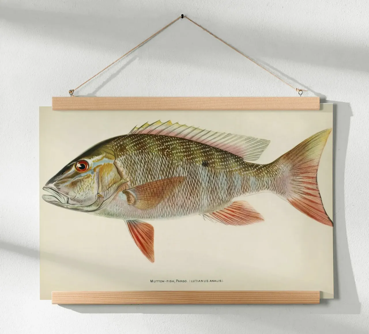 Vis Schapenvlees Snapper poster van Monillustrations