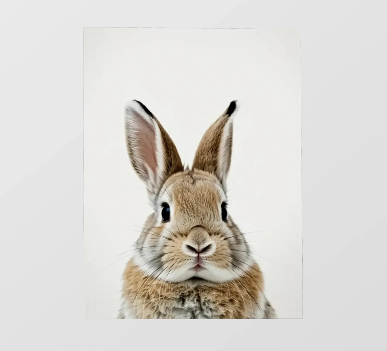 BUNNY E pellicola backlit da PERSIE