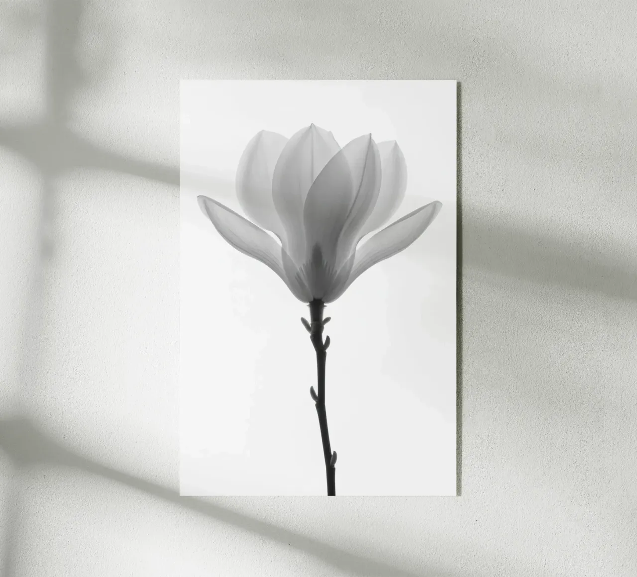 fiore bianco e nero plexiglass da B&W