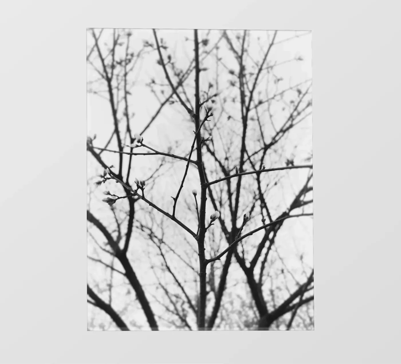 Kale boomtakken fotobehang van PERSIE