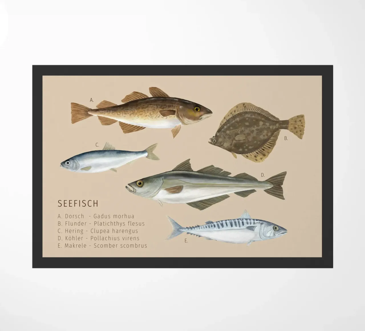 Seefisch zerbino da herzundpapier