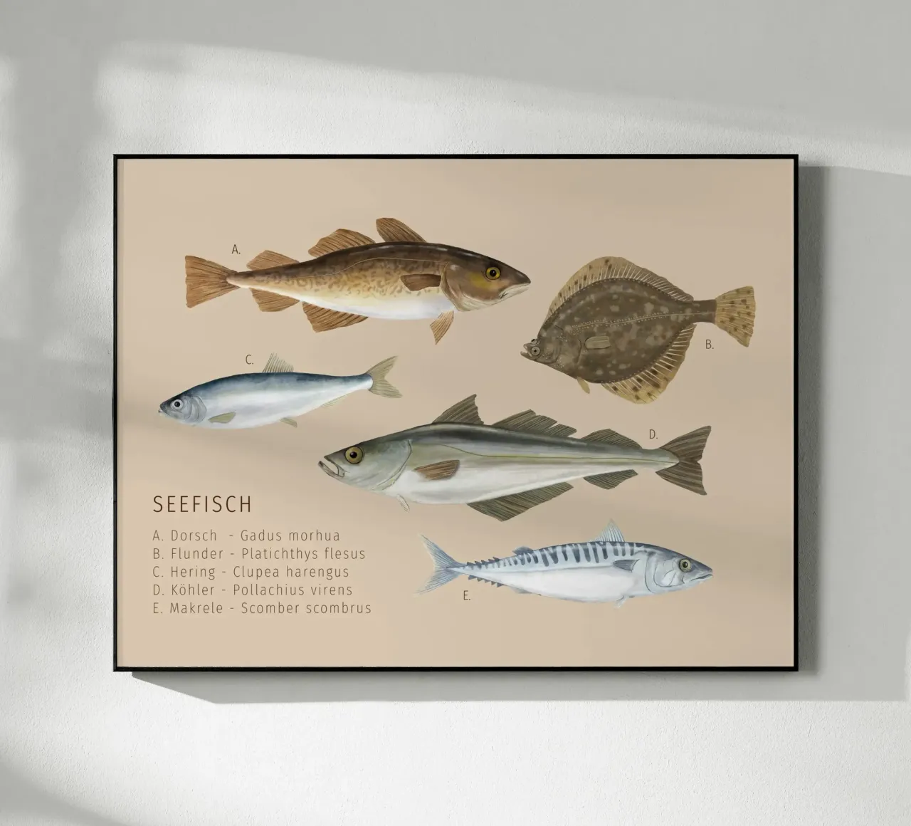 Seefisch plexiglass da herzundpapier