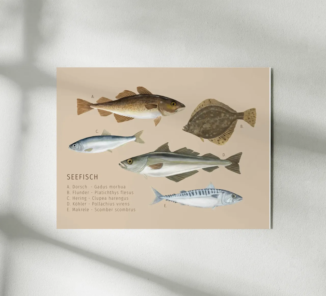 Seefisch plexiglass da herzundpapier