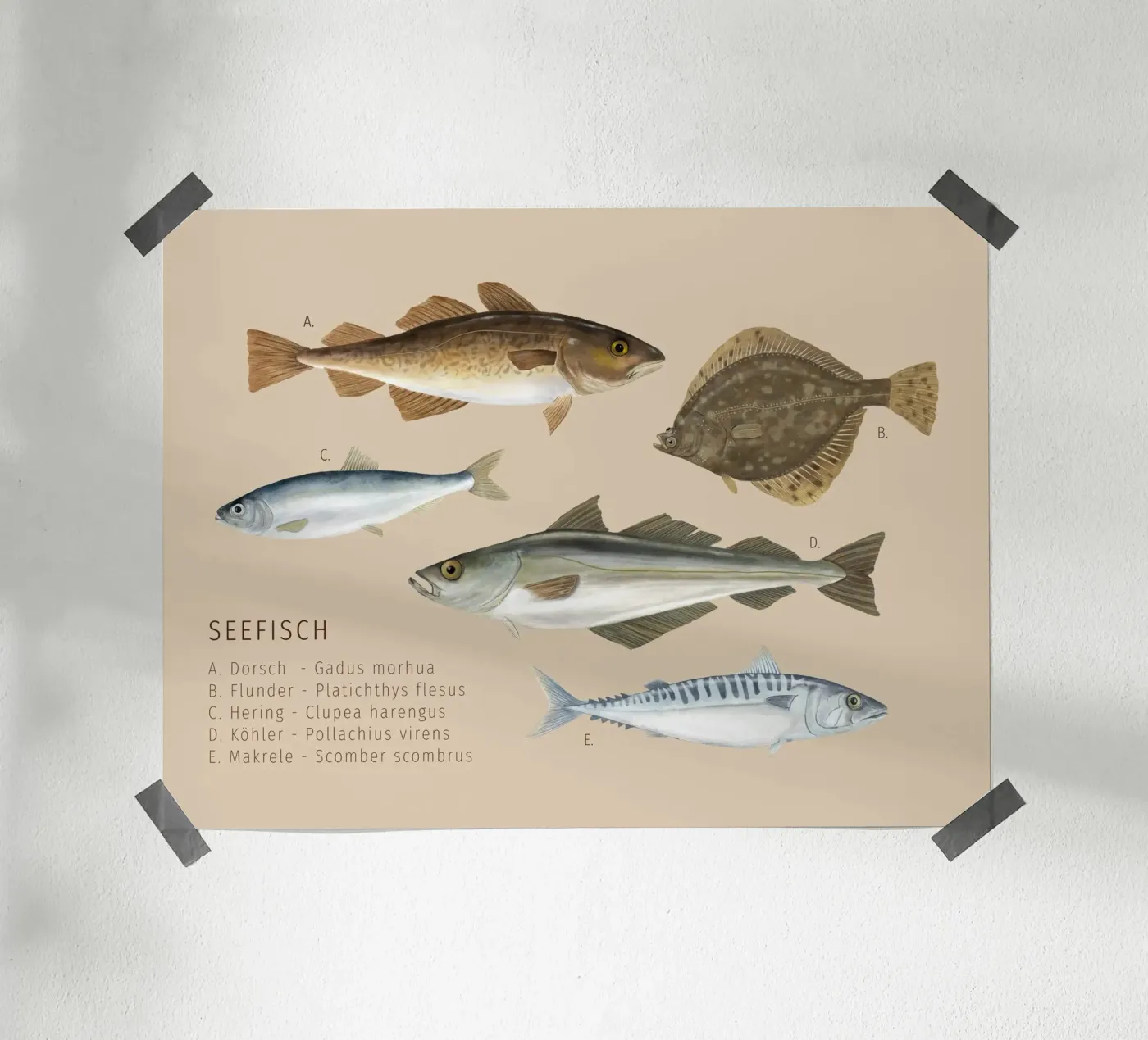 Seefisch poster van herzundpapier