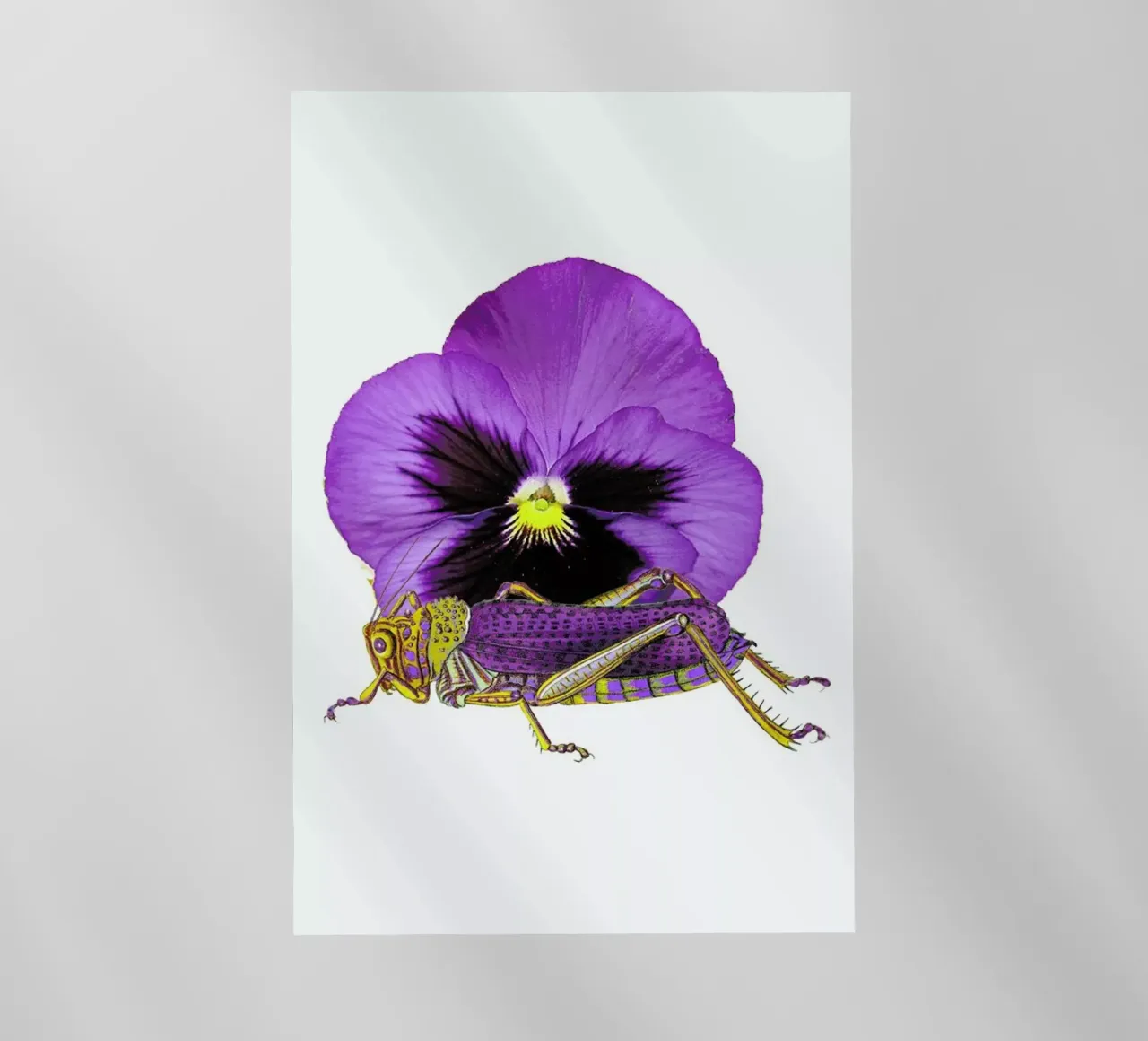 Purple Grasshopper and Viola pellicola backlit da Rococco LA