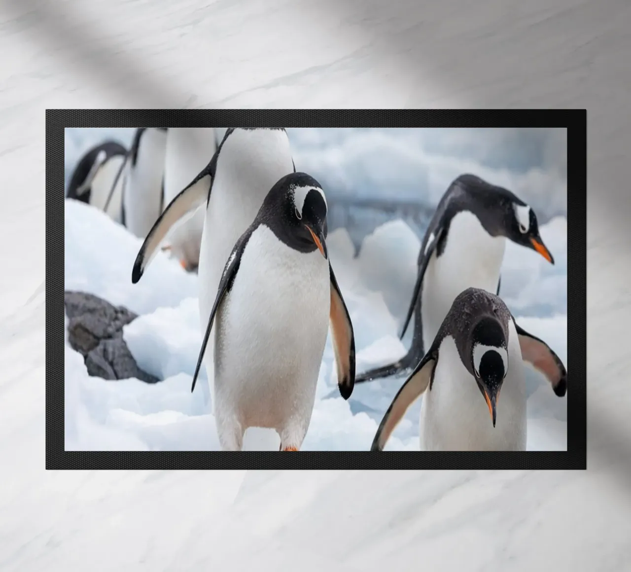 pinguini zerbino da Maraza