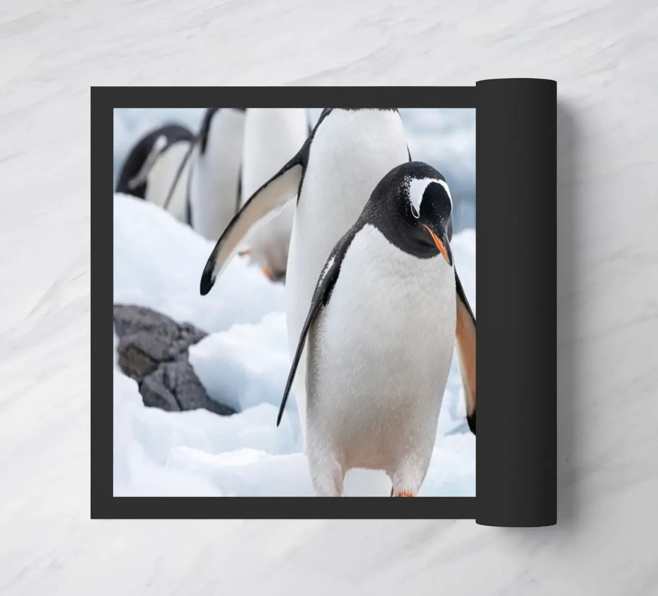 pinguini zerbino da Maraza