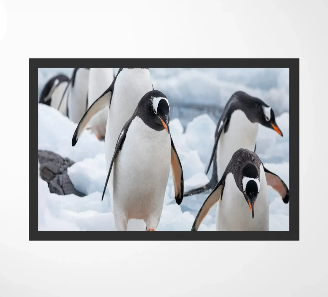 pinguini zerbino da Maraza