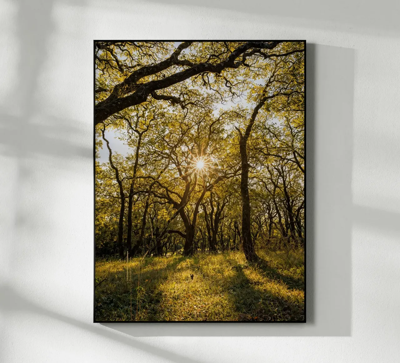 sole e alberi plexiglass da Maraza