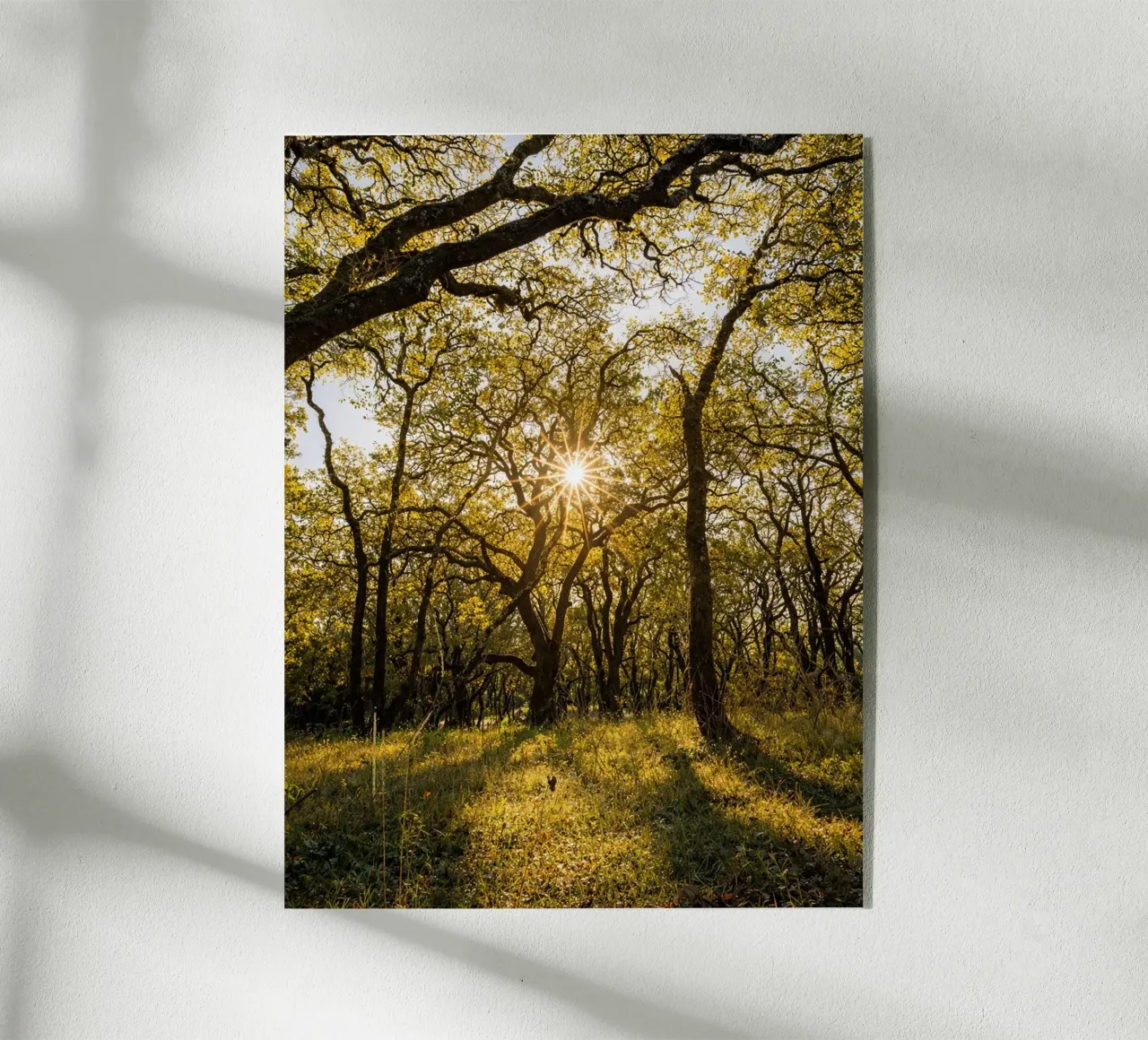 sole e alberi plexiglass da Maraza