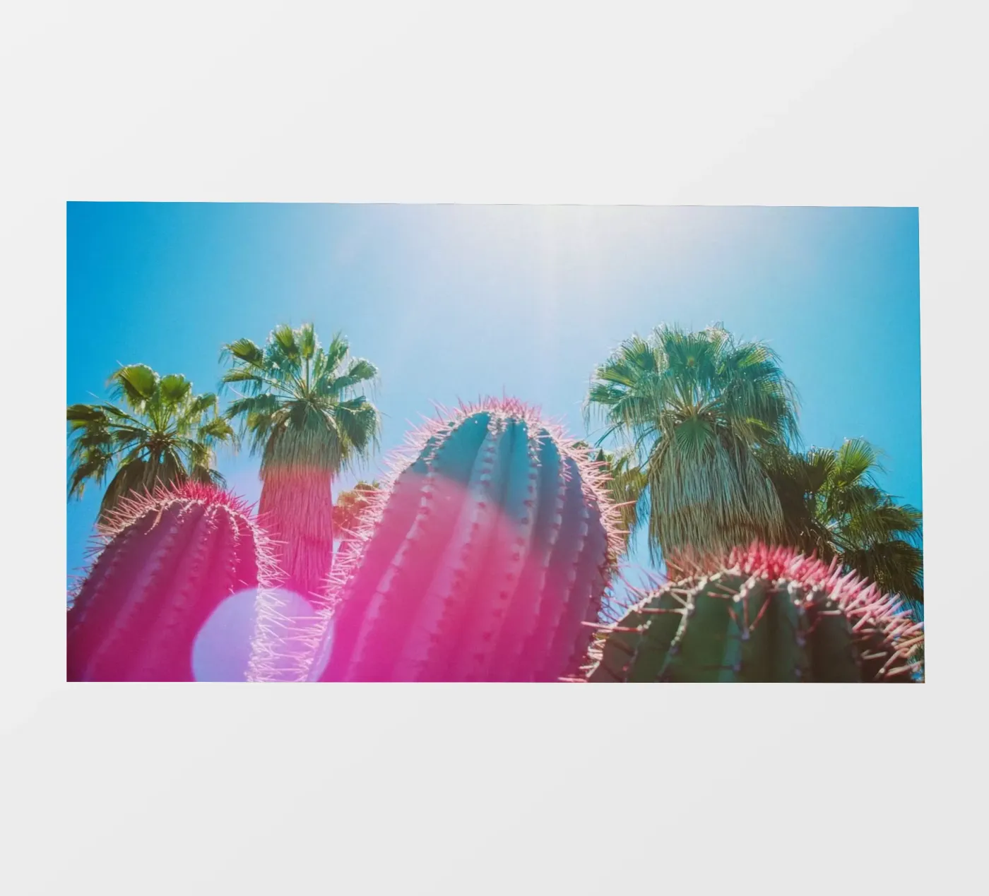 48 backlit folie van Pink California | Affiches & Posters