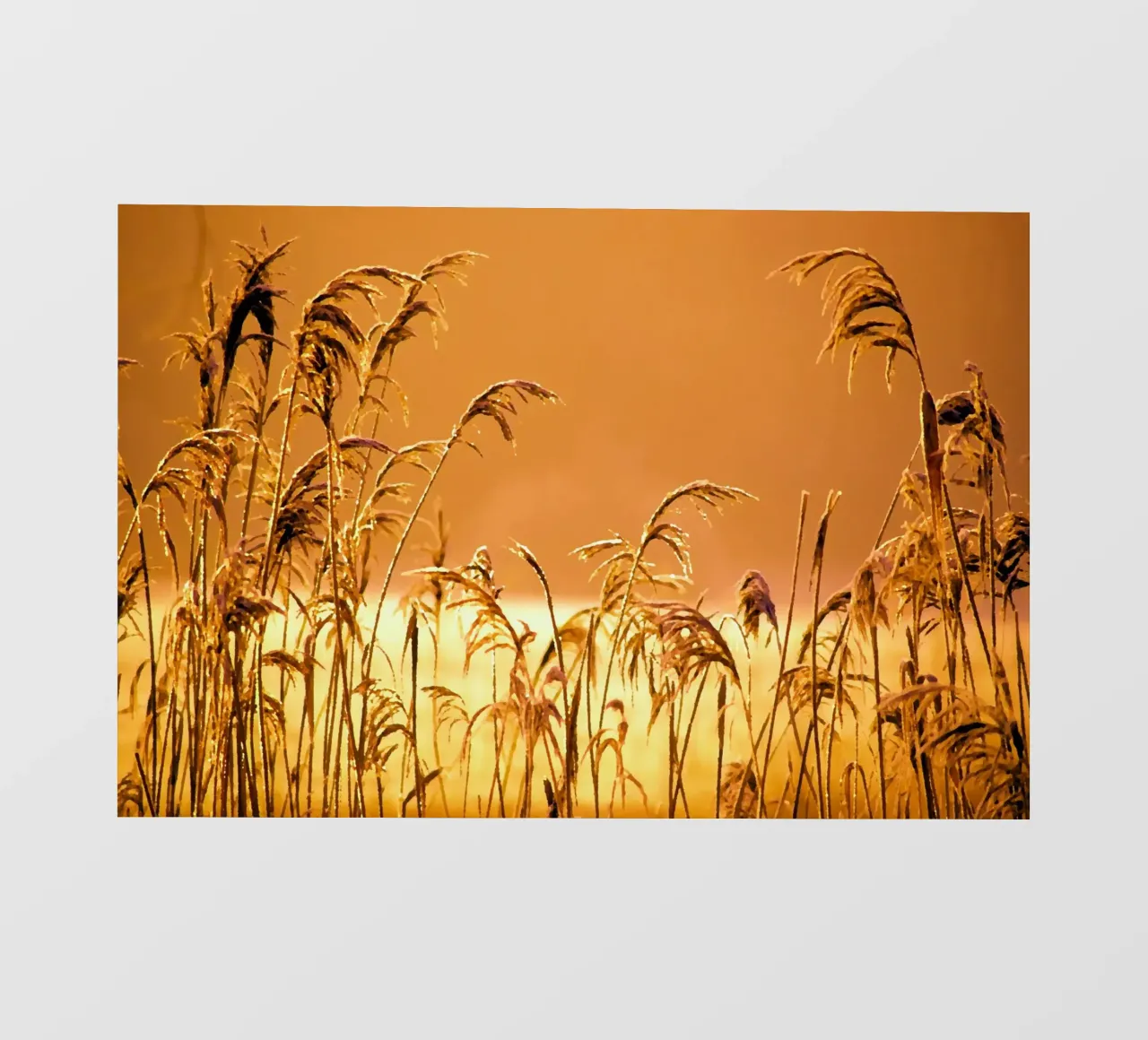Riet in de zonsondergang pvc-zeil van Something for you