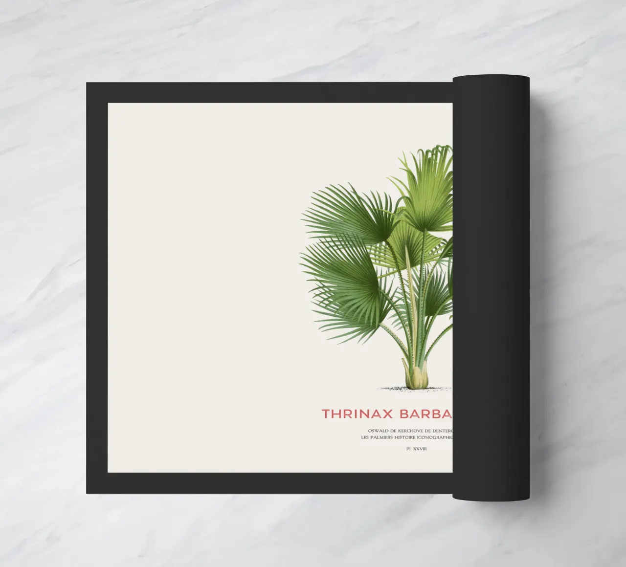 Palma di Latanier balai o Thrinax barbadensis zerbino da Vintagrafica