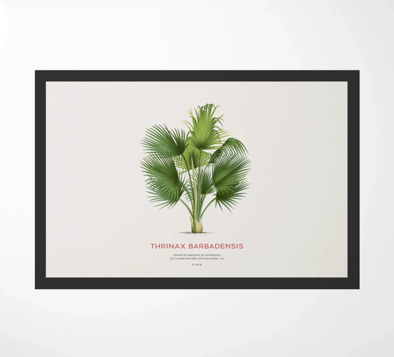Palma di Latanier balai o Thrinax barbadensis zerbino da Vintagrafica