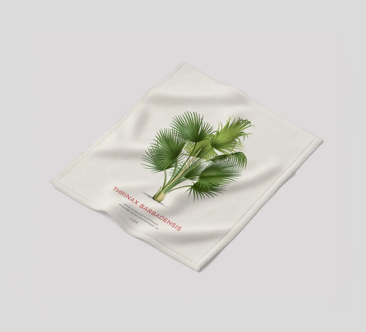 Palma di Latanier balai o Thrinax barbadensis coperta in pile da Vintagrafica