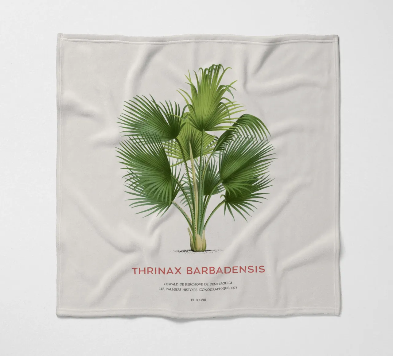 Palma di Latanier balai o Thrinax barbadensis coperta in pile da Vintagrafica