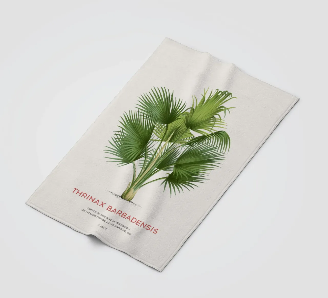 Palma di Latanier balai o Thrinax barbadensis coperta in pile da Vintagrafica