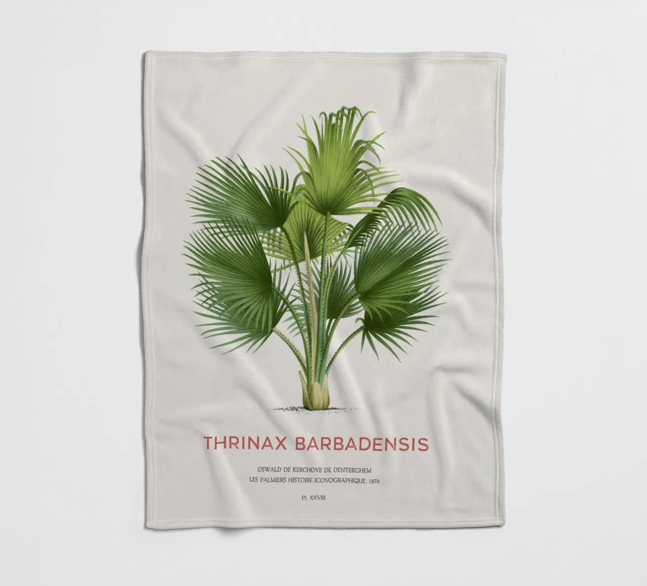 Palma di Latanier balai o Thrinax barbadensis coperta in pile da Vintagrafica