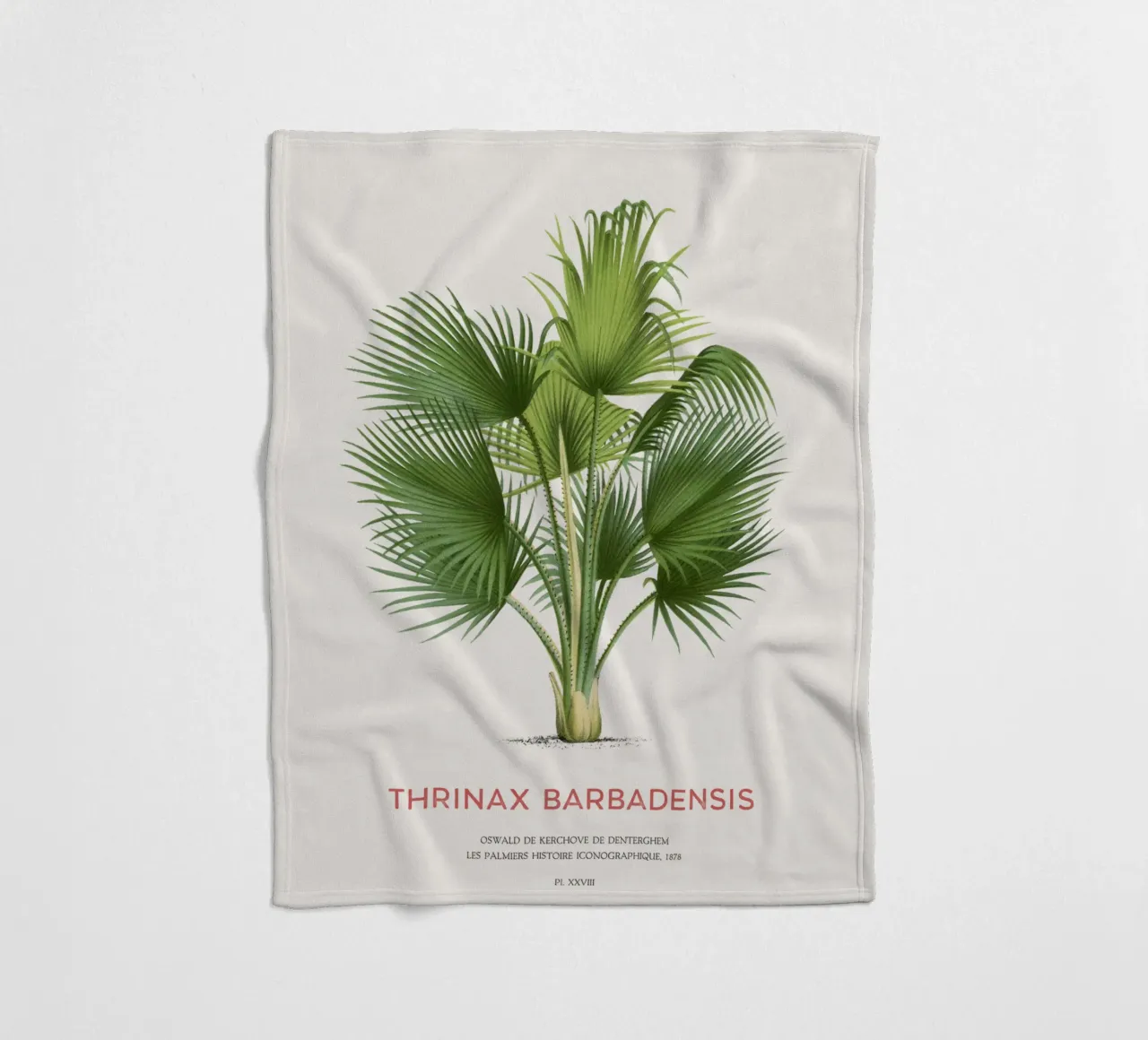 Palma di Latanier balai o Thrinax barbadensis coperta in pile da Vintagrafica