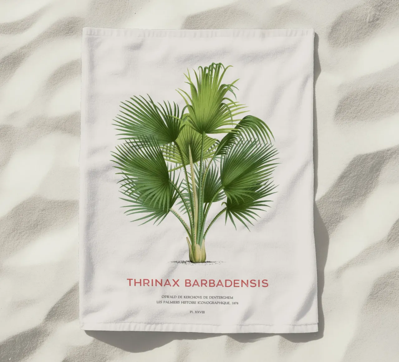 Palma di Latanier balai o Thrinax barbadensis telo mare da Vintagrafica