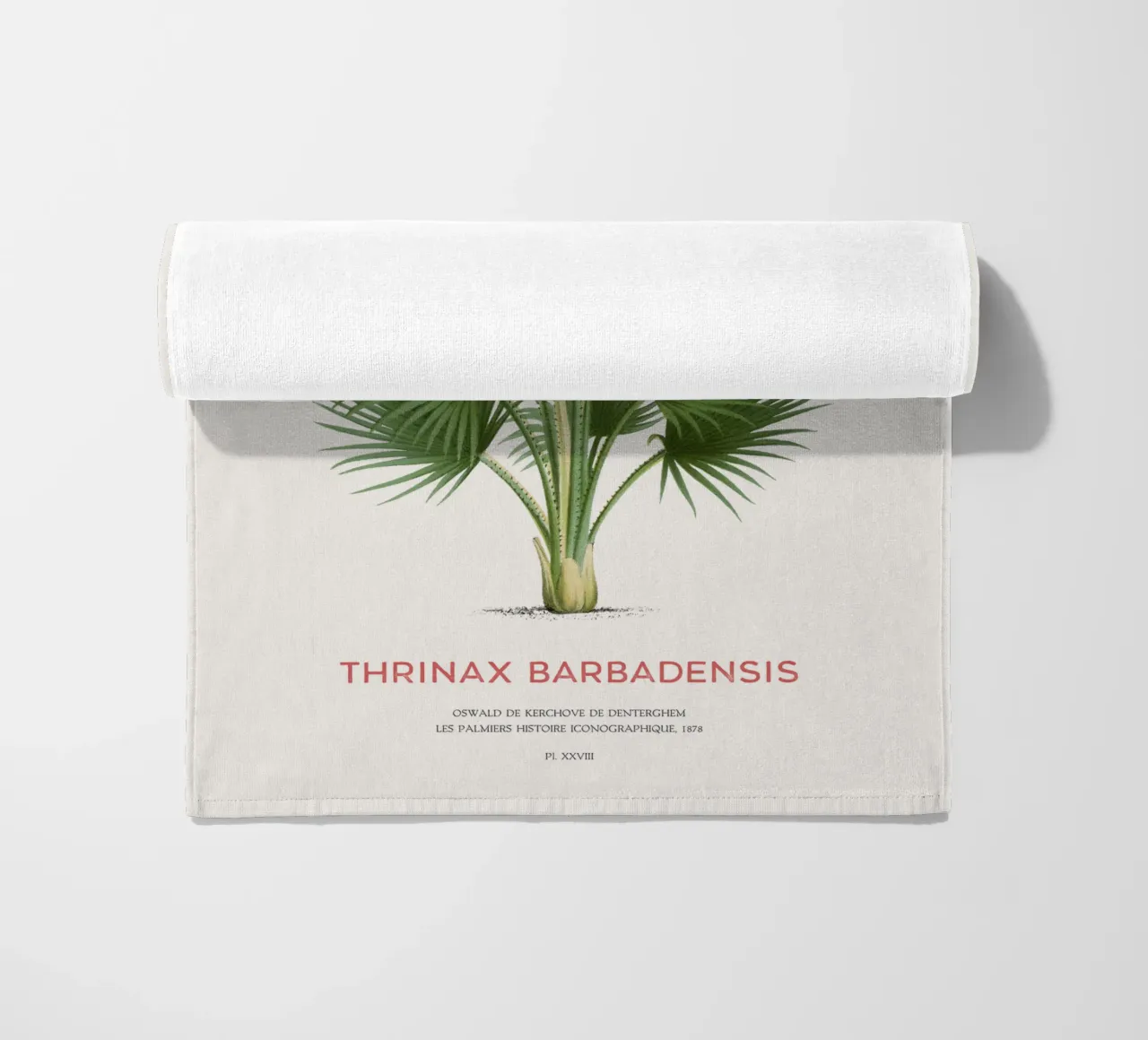 Palma di Latanier balai o Thrinax barbadensis telo mare da Vintagrafica
