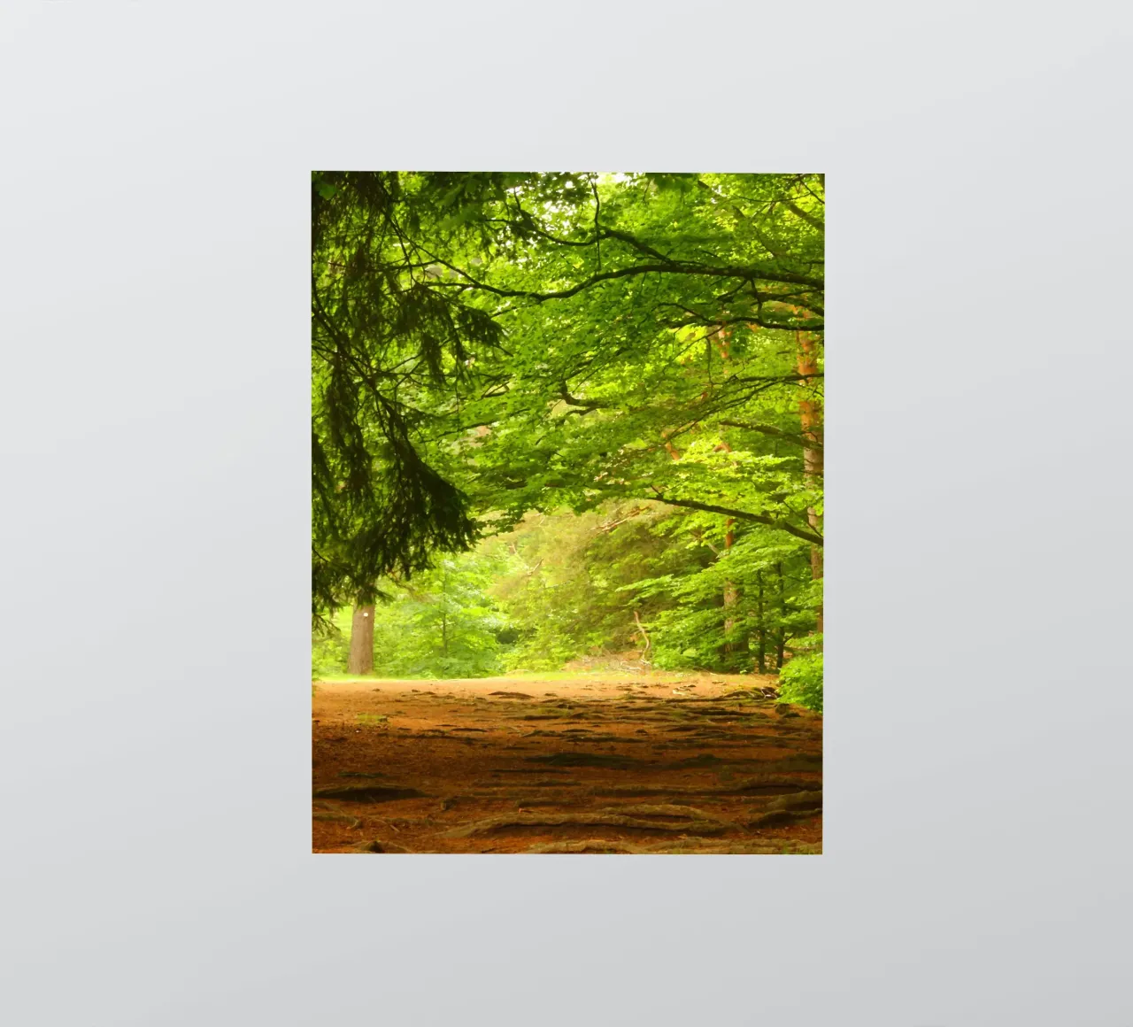 Path in the forest in summer sunshine sticker by Something for you