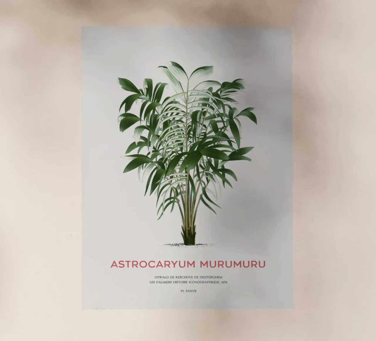 Palma di Murumuru o Astrocaryum murumuru pellicola backlit da Vintagrafica