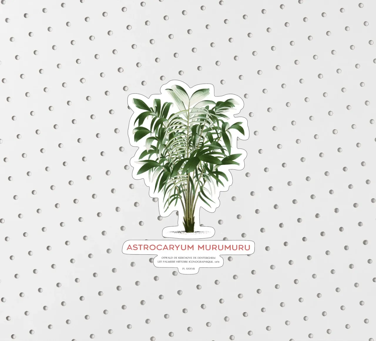 Murumuru palm or Astrocaryum murumuru sticker by Vintagrafica