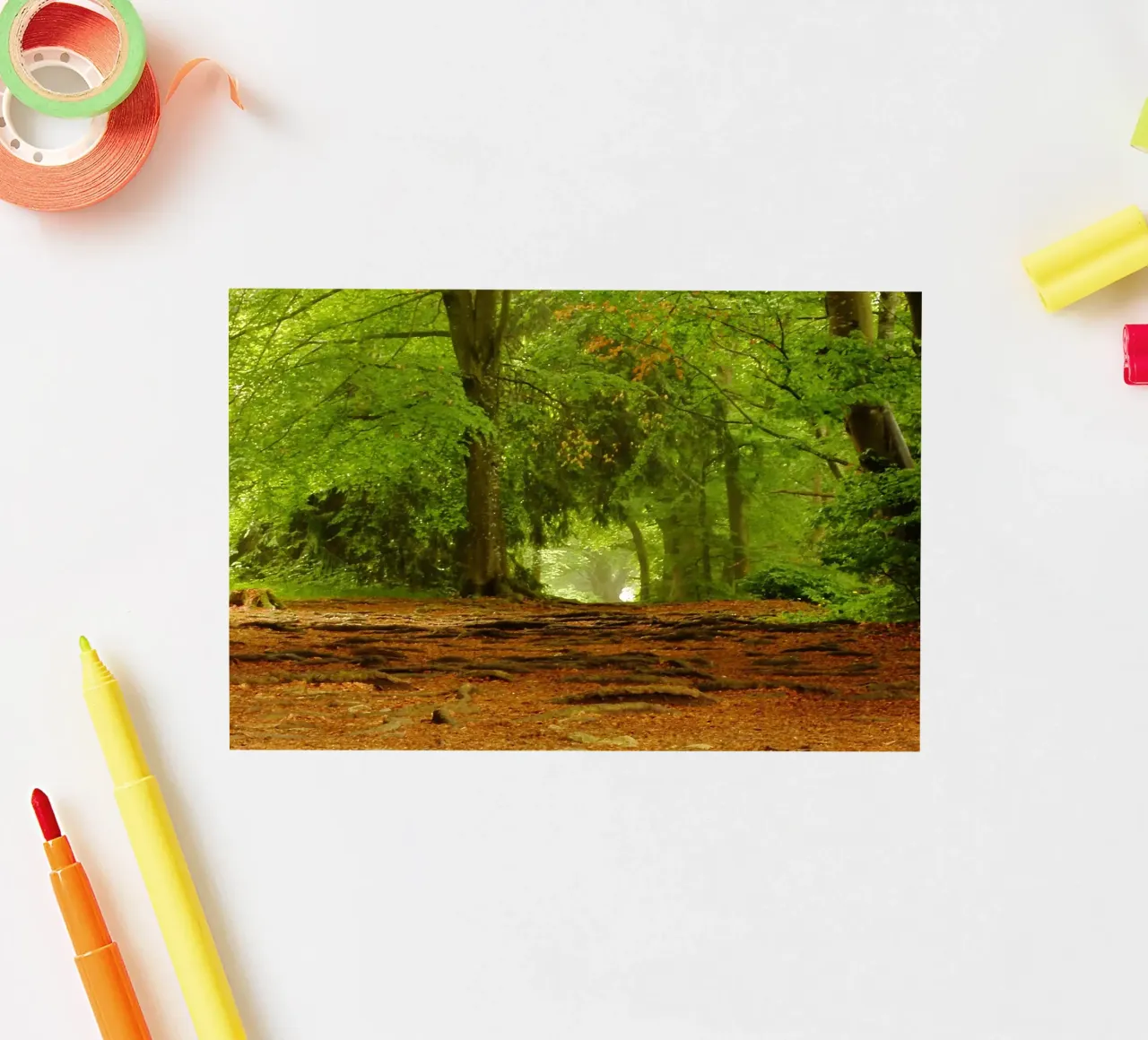Path in the forest in summer sunshine sticker by Something for you