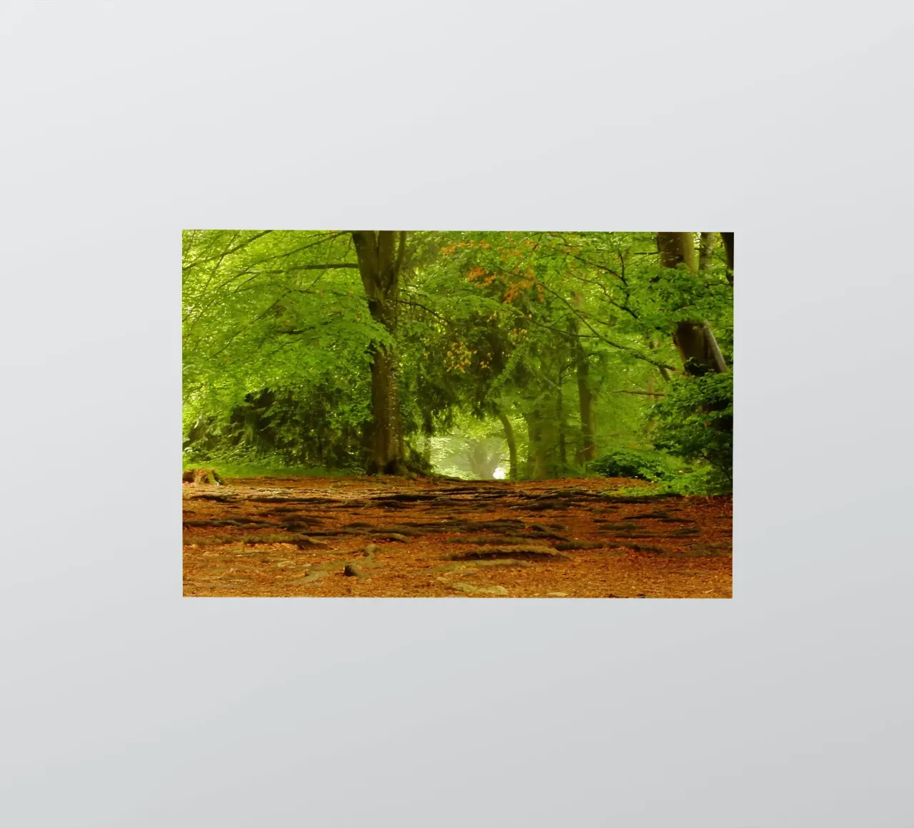 Path in the forest in summer sunshine sticker by Something for you