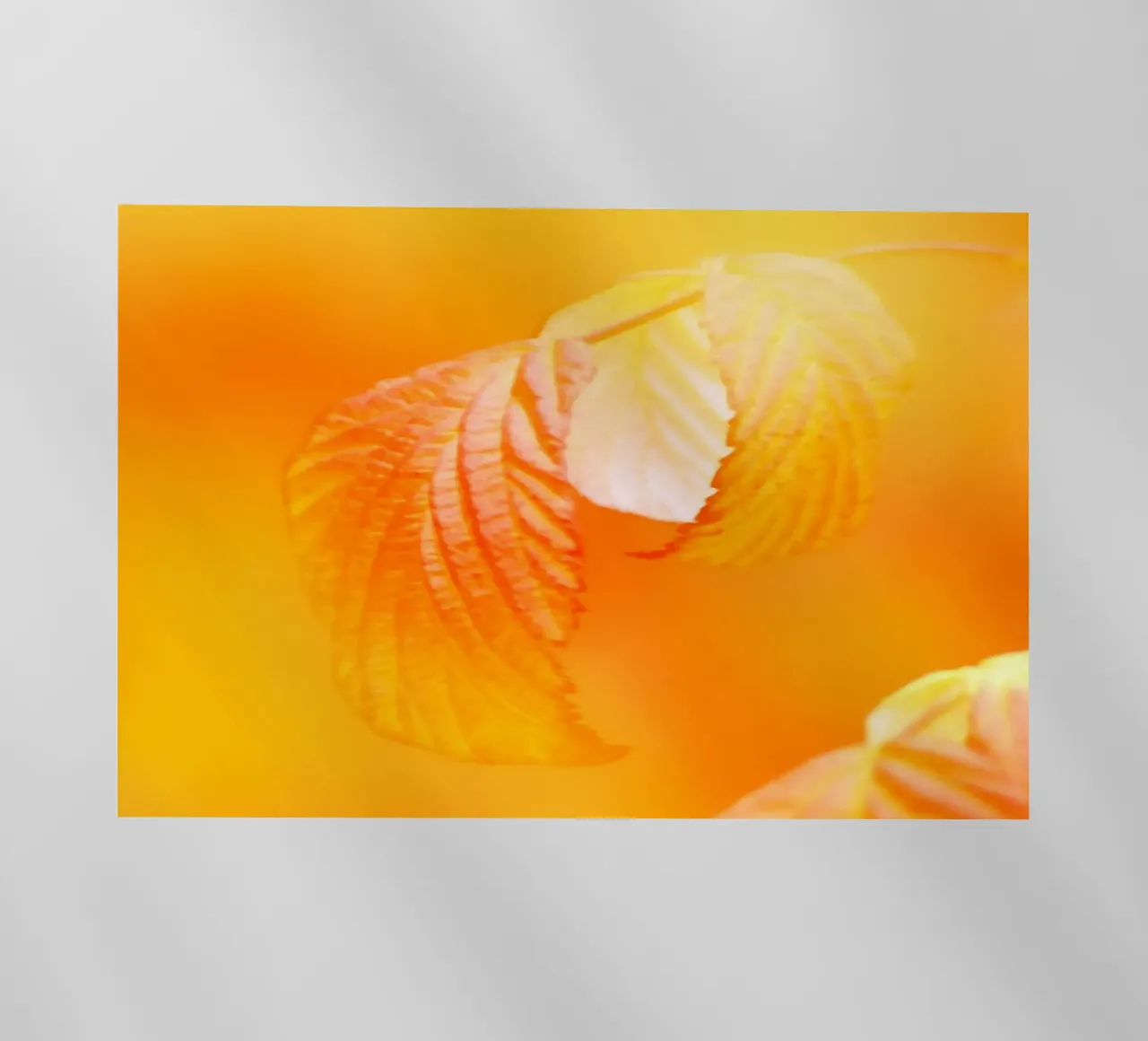 Foglie di un albero in autunno pellicola backlit da Something for you