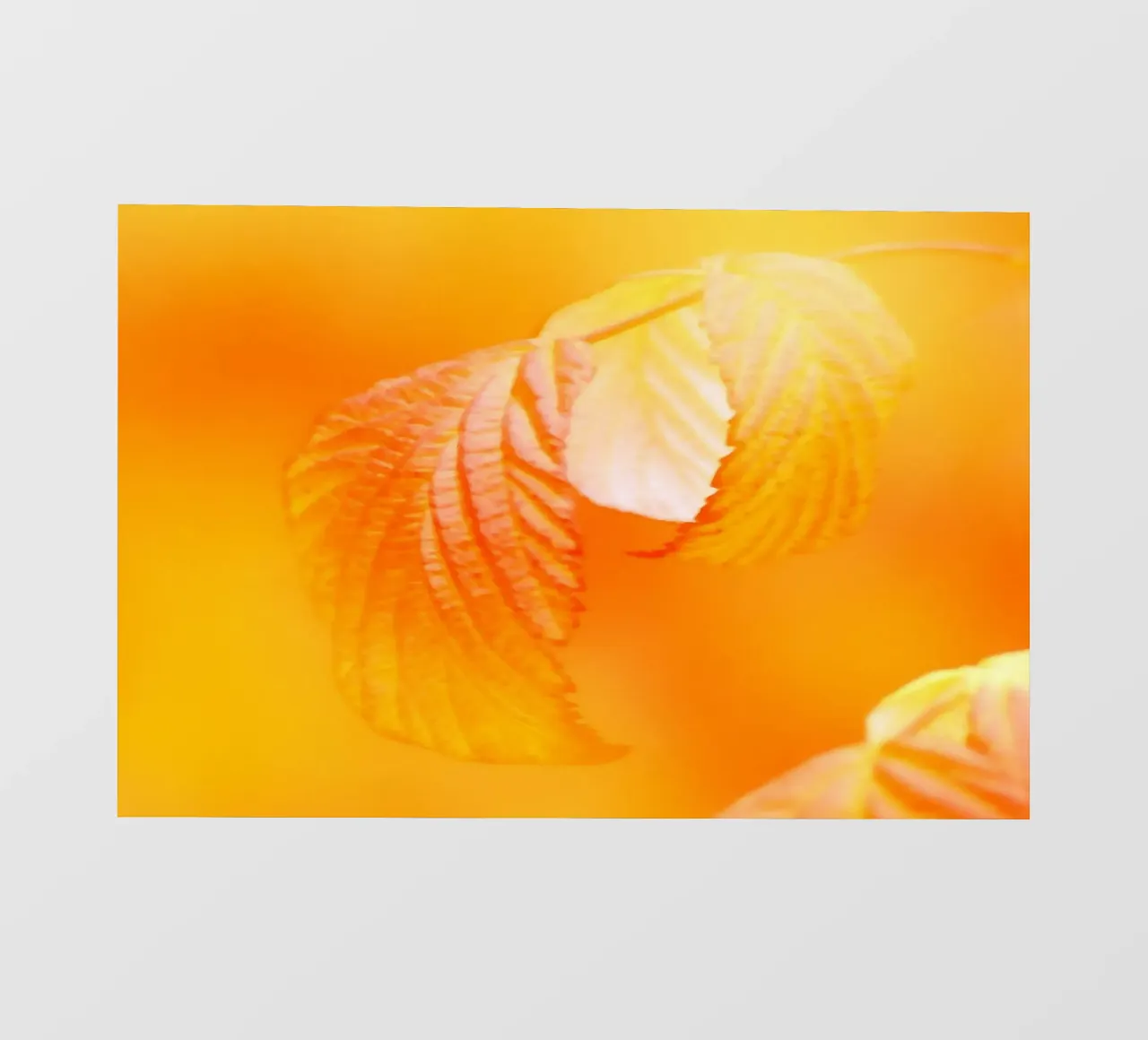 Foglie di un albero in autunno telo in pvc da Something for you