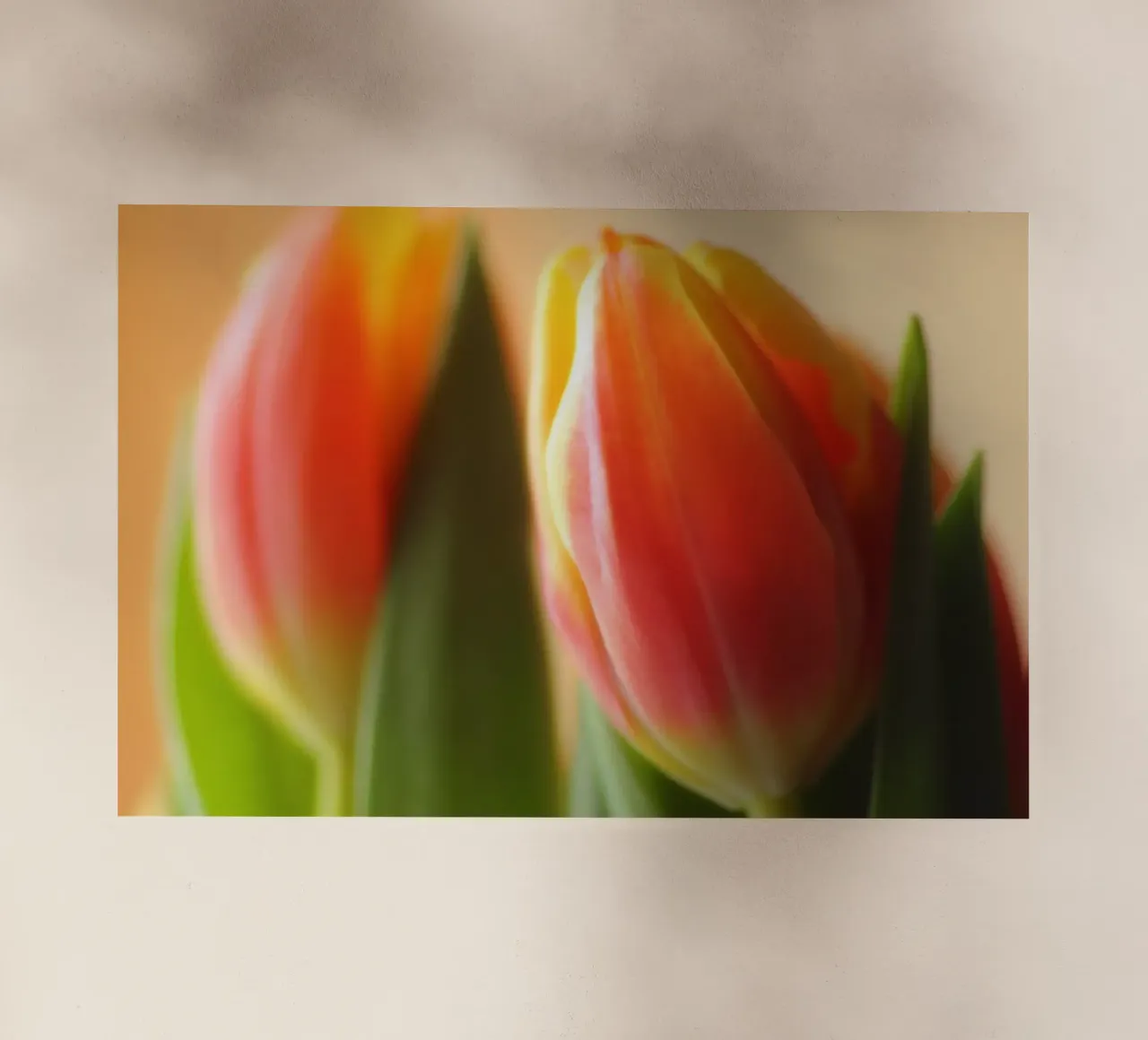 Due tulipani rosso-arancio in una ripresa macro pellicola backlit da Something for you