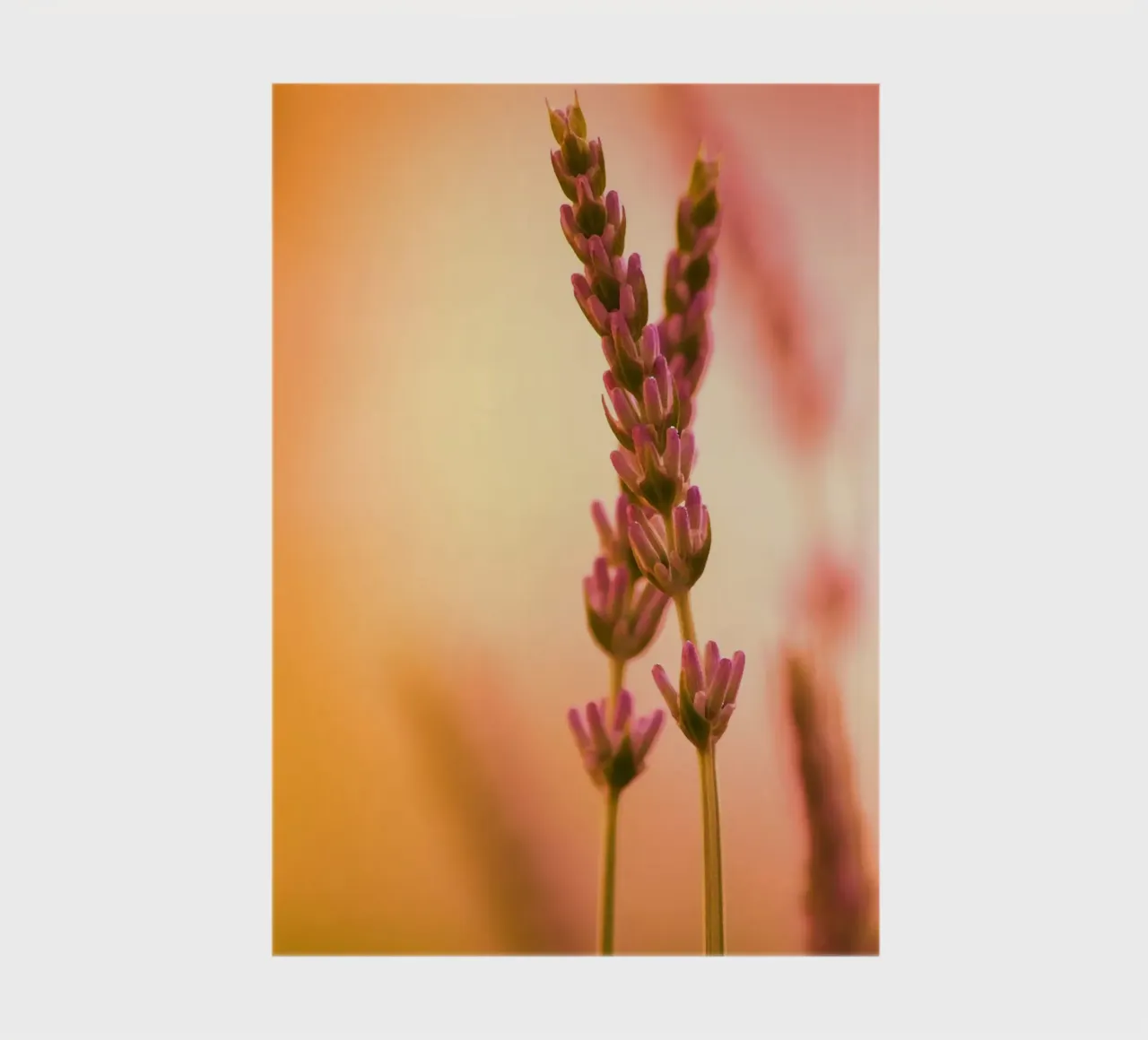 Sprigs of lavender against a red-pink-orange background notebook by Something for you