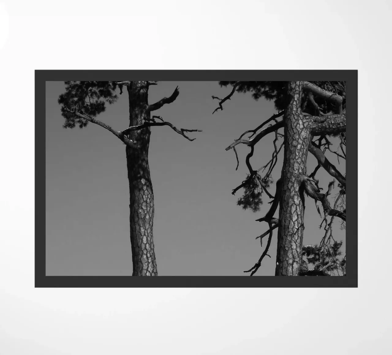 Due alberi in inverno su una collina in bianco e nero zerbino da Something for you