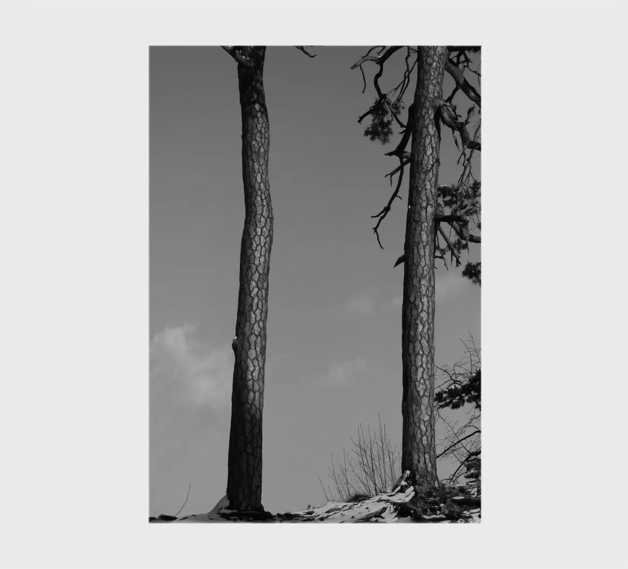 Due alberi in inverno su una collina in bianco e nero diario da Something for you