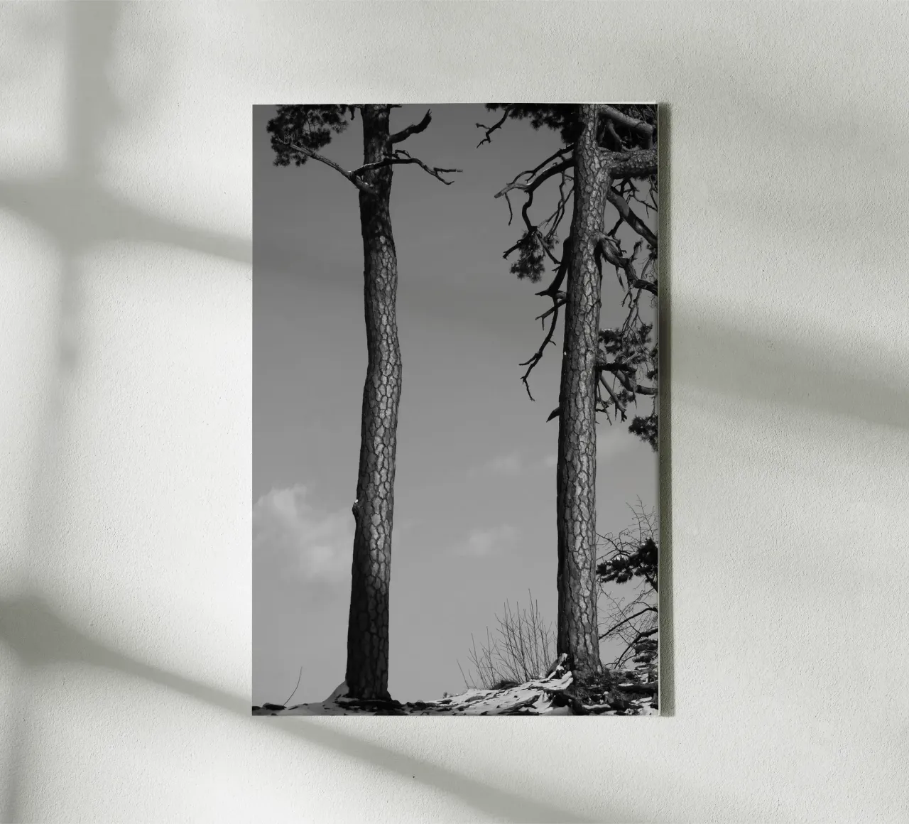 Due alberi in inverno su una collina in bianco e nero tela da Something for you