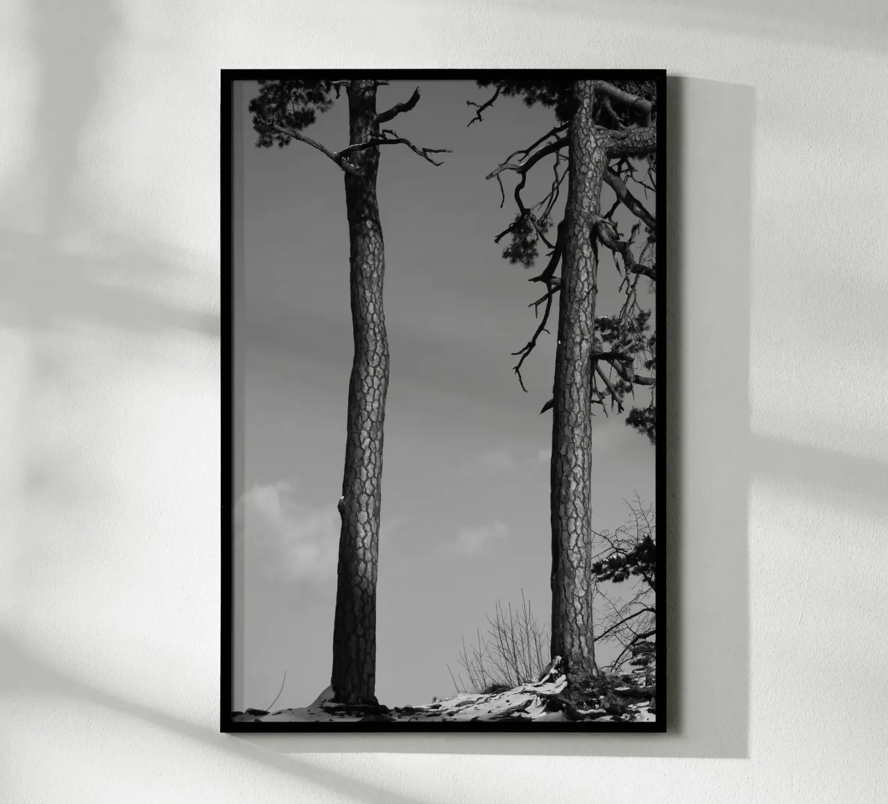 Due alberi in inverno su una collina in bianco e nero poster da Something for you