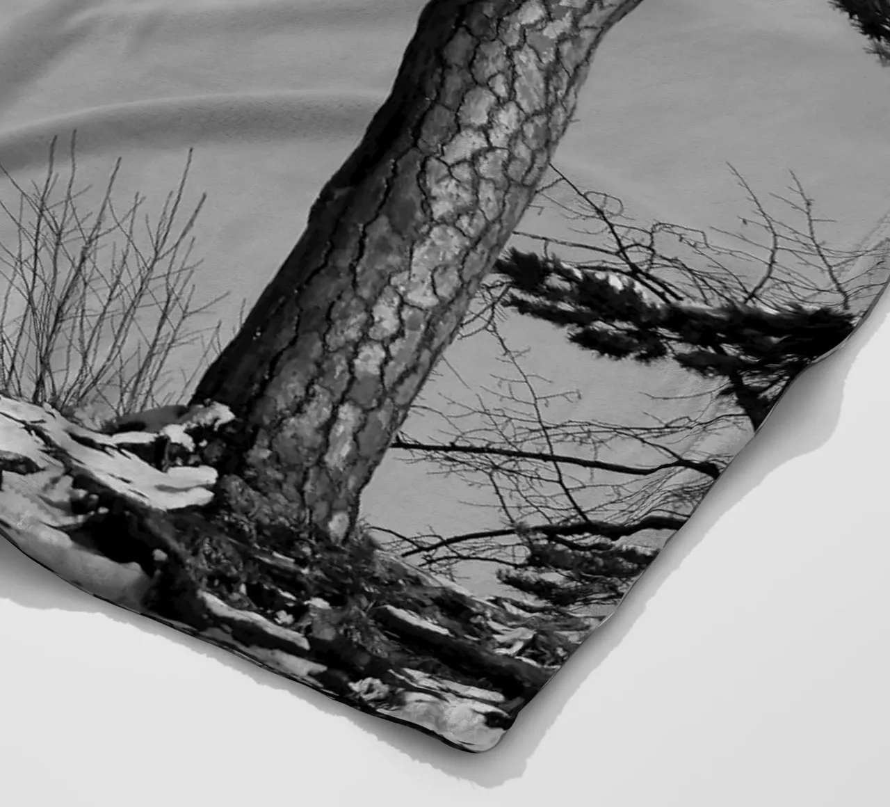 Due alberi in inverno su una collina in bianco e nero coperta in pile da Something for you